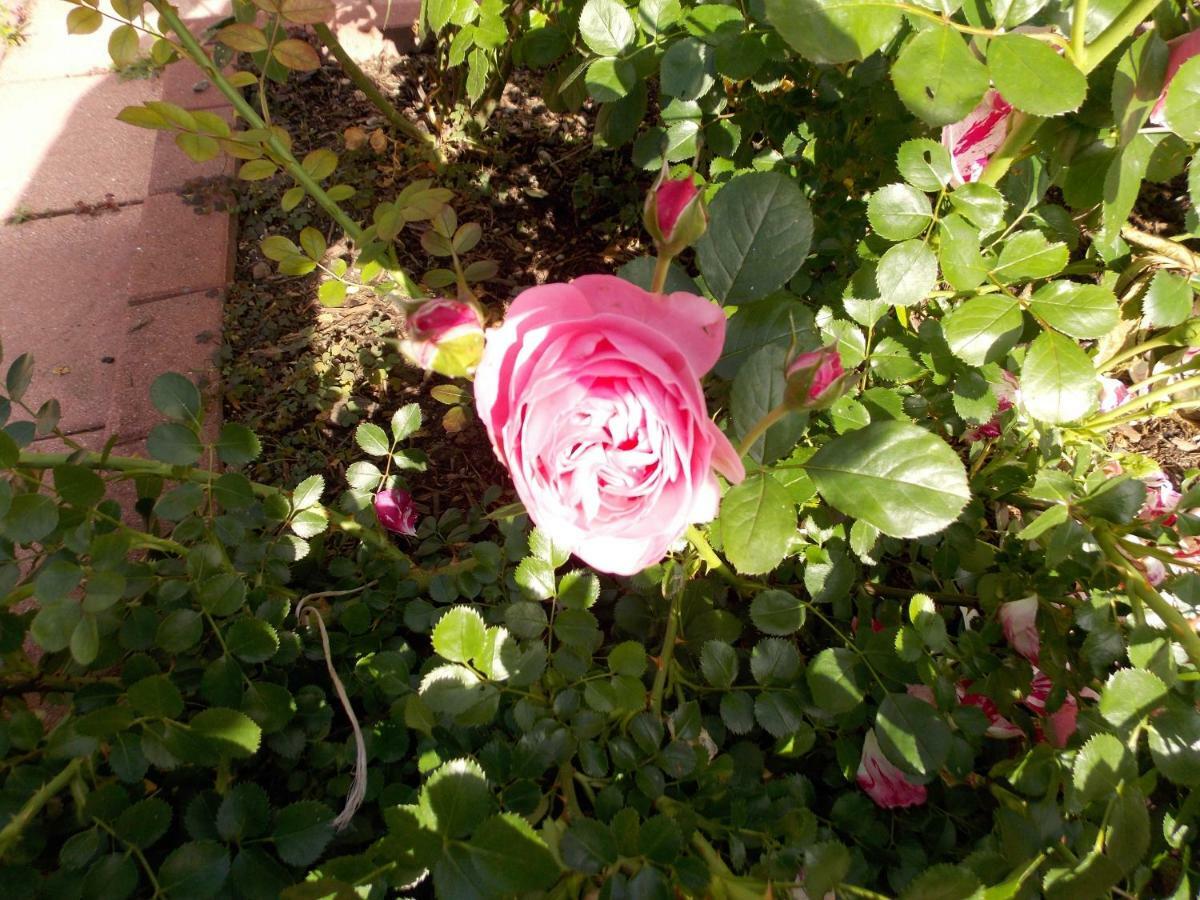 Le Gite Bleu Willgottheim Bagian luar foto